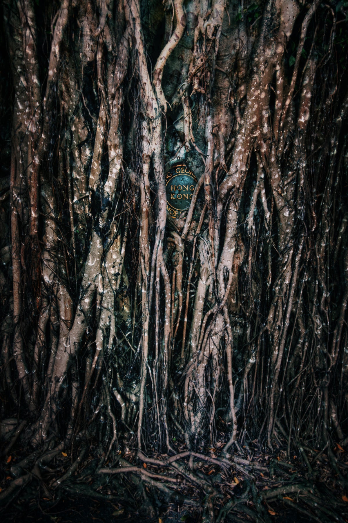 A dense cluster of tree roots and aerial roots filling the frame, with a small circular blue sign reading 'TIAN ZHEN ZONG' visible near the center.
